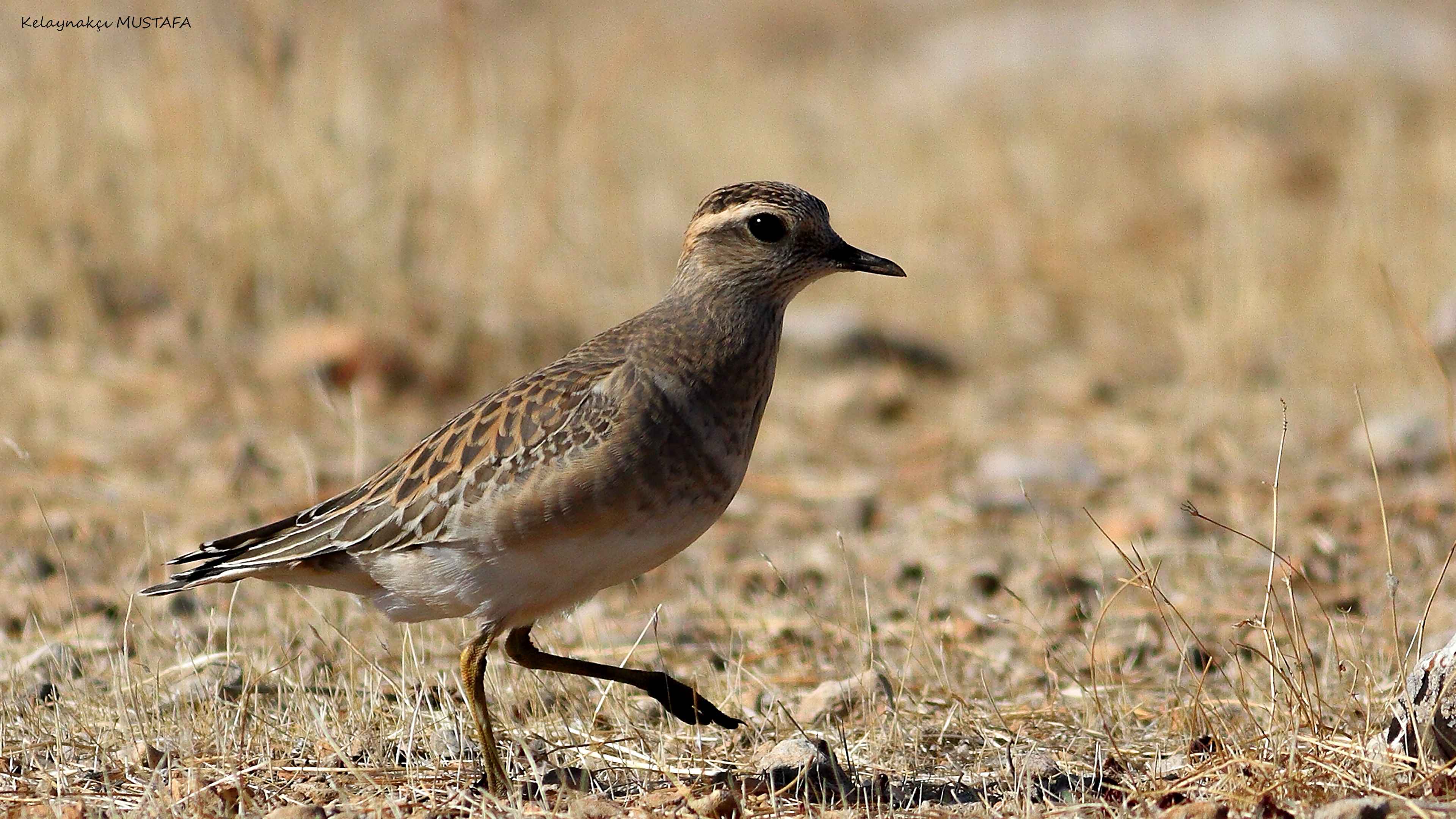 Eurasian Dotterel